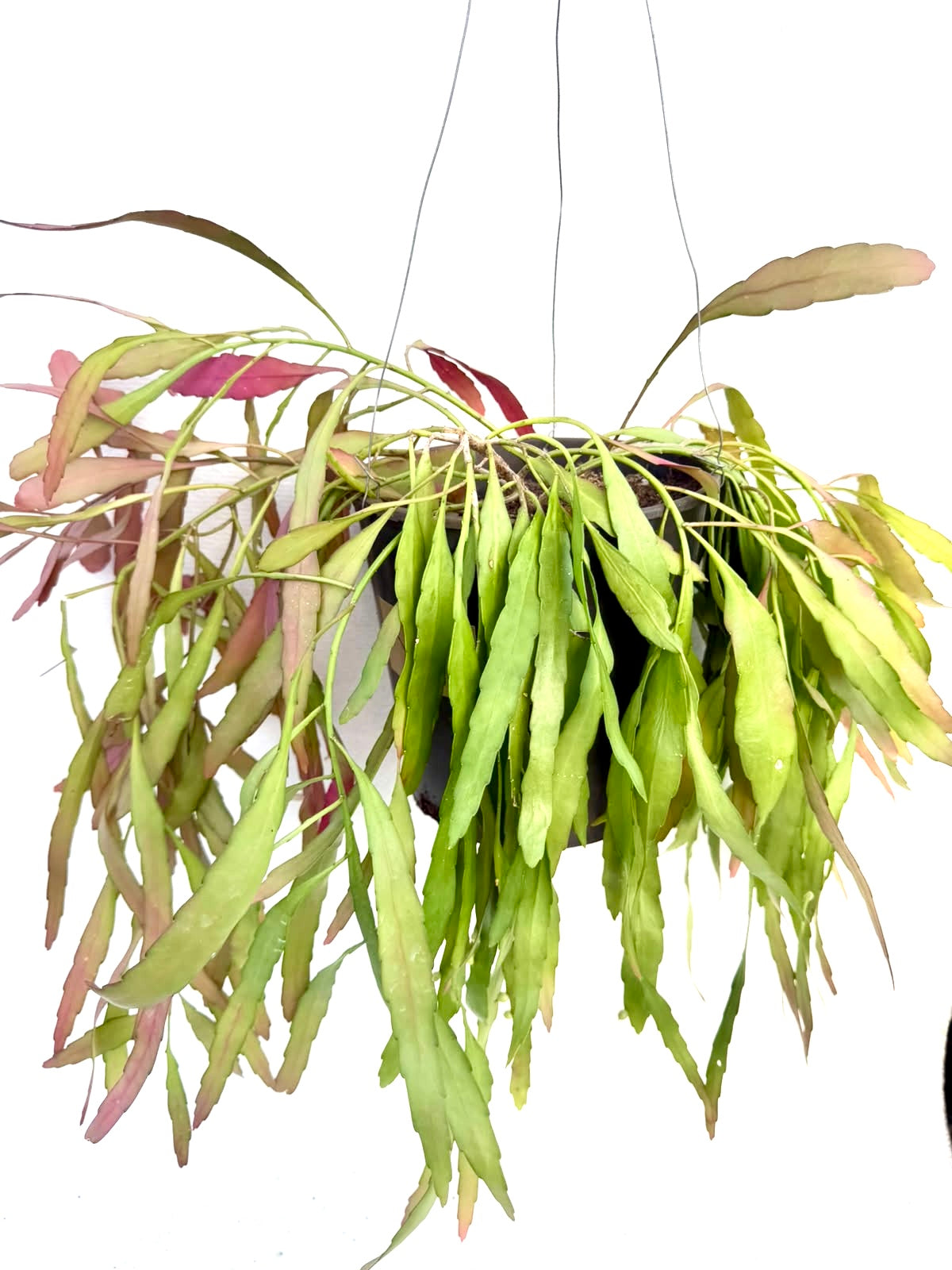 Rhipsalis Ramulosa exLarge