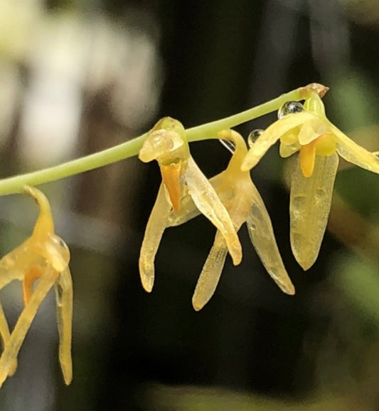 Orchid Bulbophyllum polyrhizum
