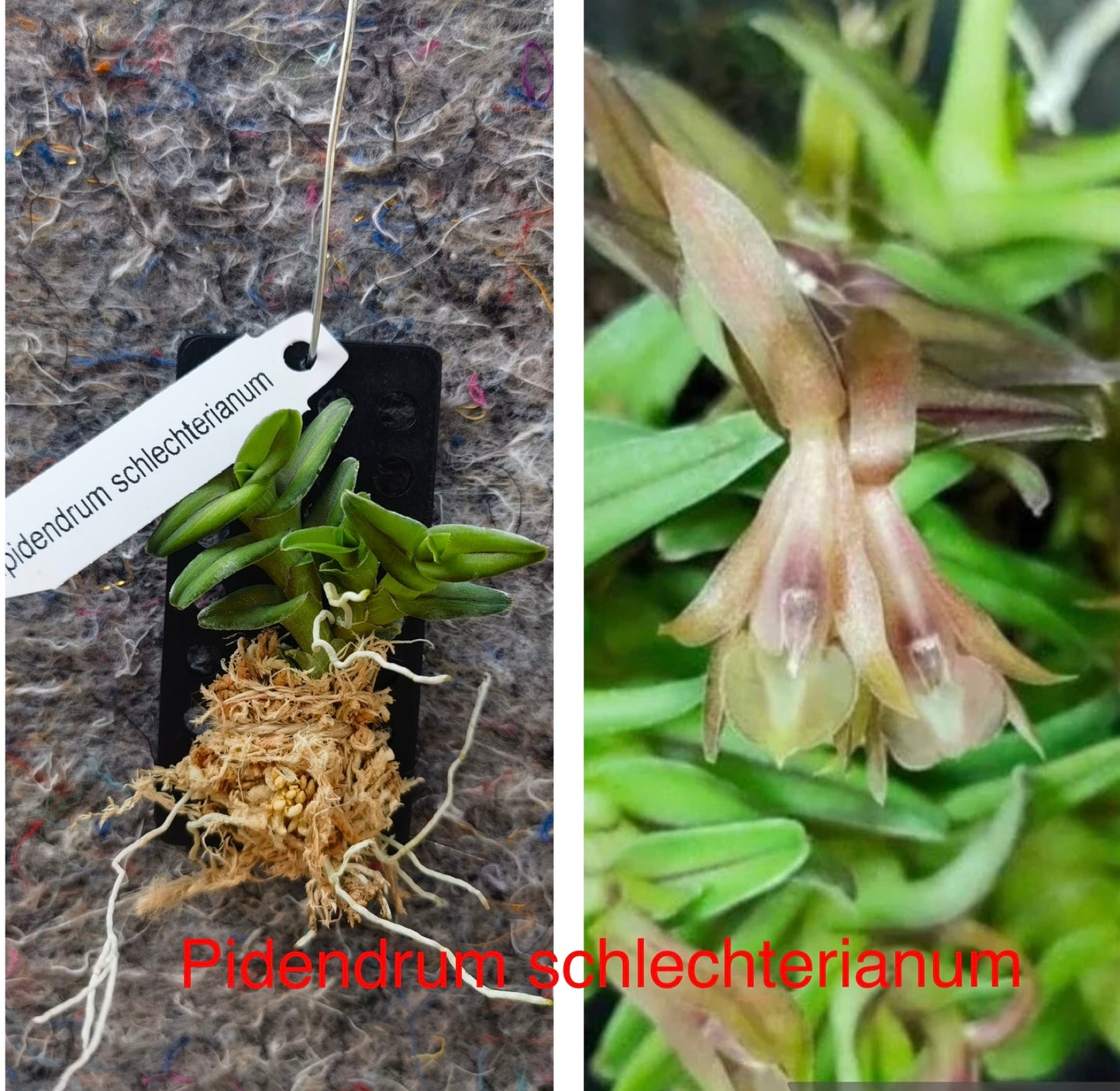 Orchid Varieties