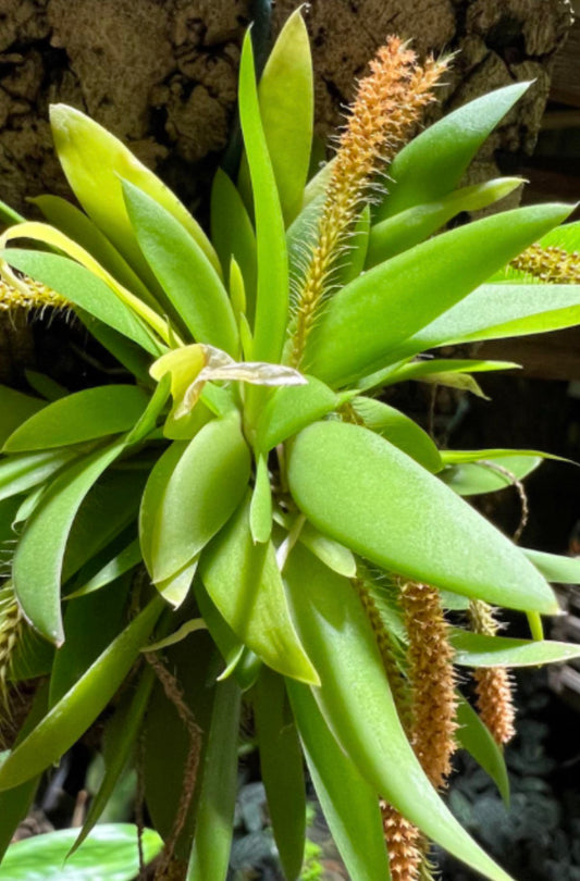 Orchid Oberonia rufilabris