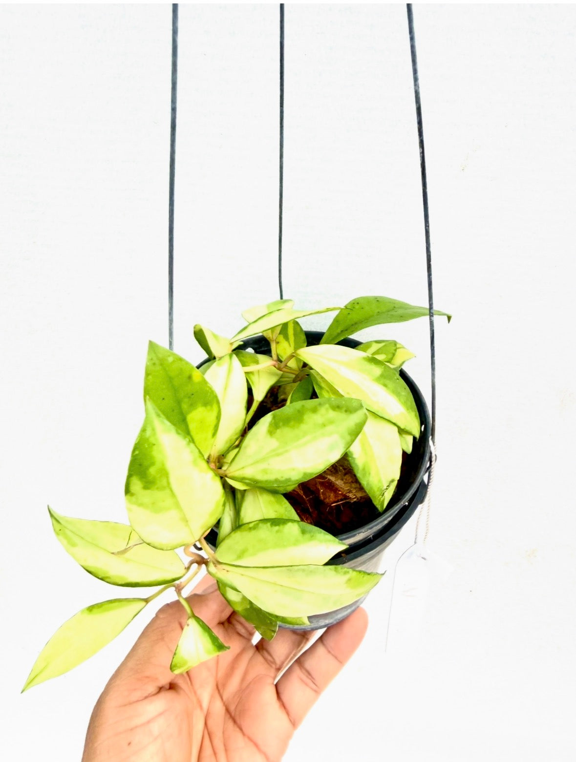 Hoya walliniana variegated