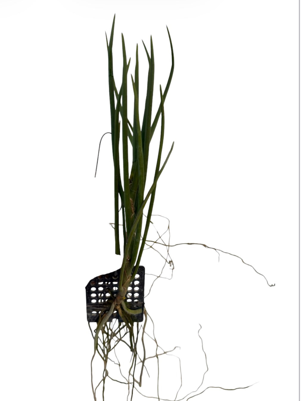Orchid  Paraphalaenopsis laycockii
X Luisia Primulina