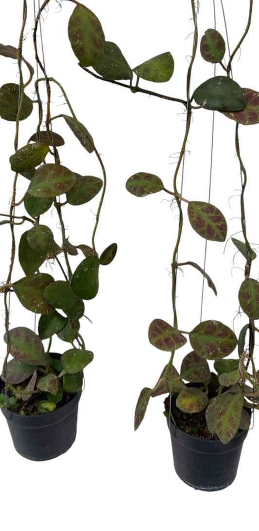 Hoya Waymaniae Vine