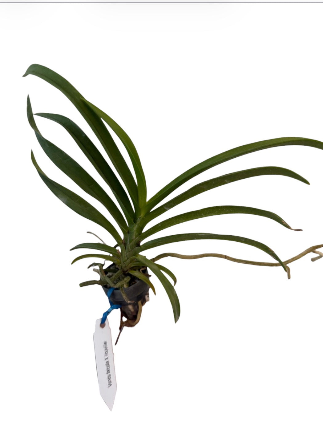 Orchid Vanda falcata X liouvillei orchid
