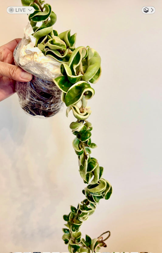 Hoya Compacta Variegated ( Hidu Rope)