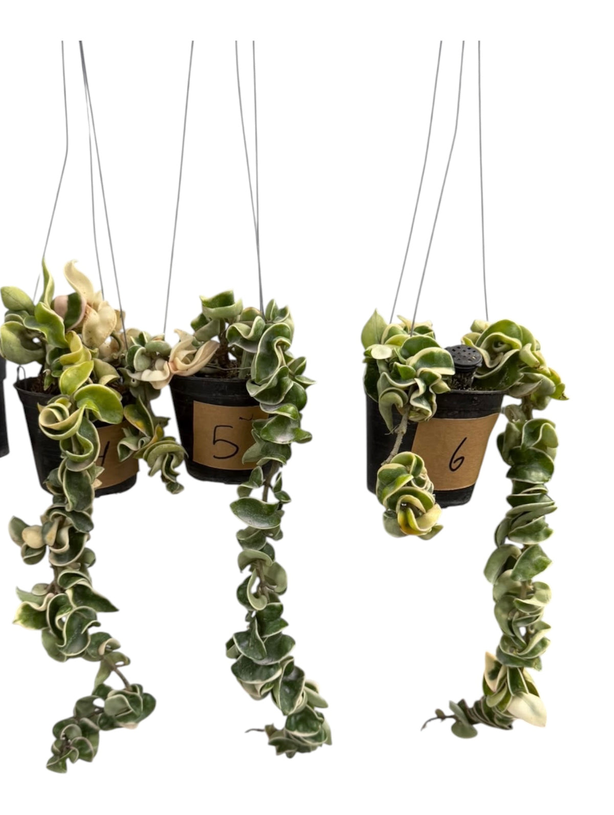 Hoya Compacta Hidu Rope Variegated