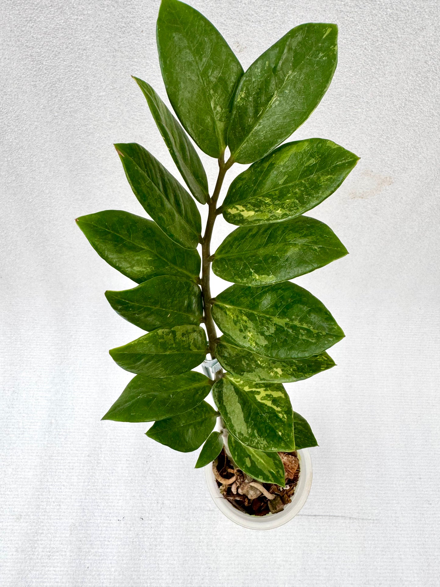 Variegated ZZ