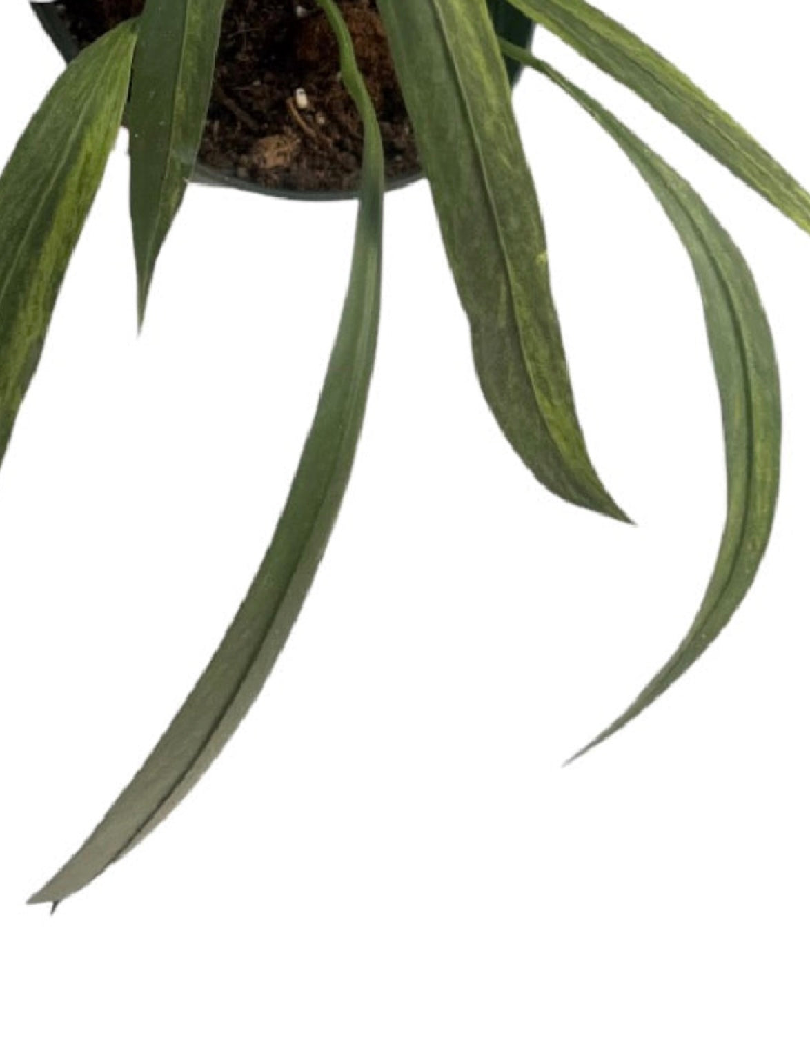 Anthurium vittariifolium Necktie Variegated Medium
