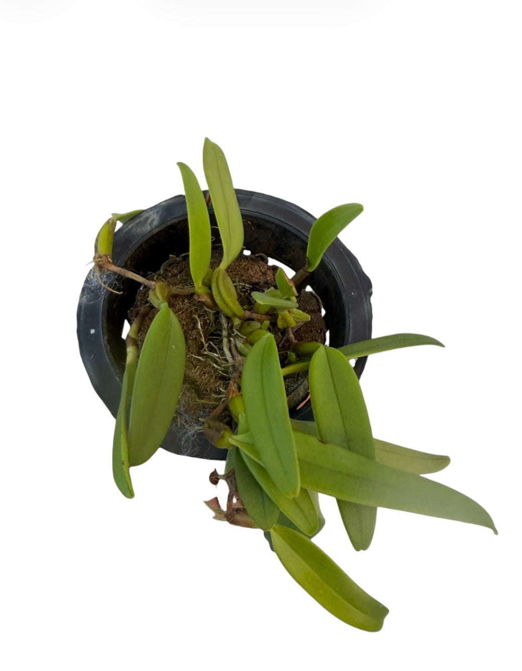 Orchid Bulbophyllum Sheryl Kurizaki