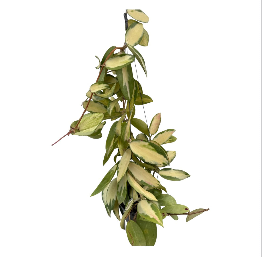 Hoya verticillata variegated