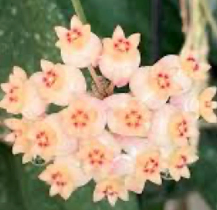 Hoya buoti large vine