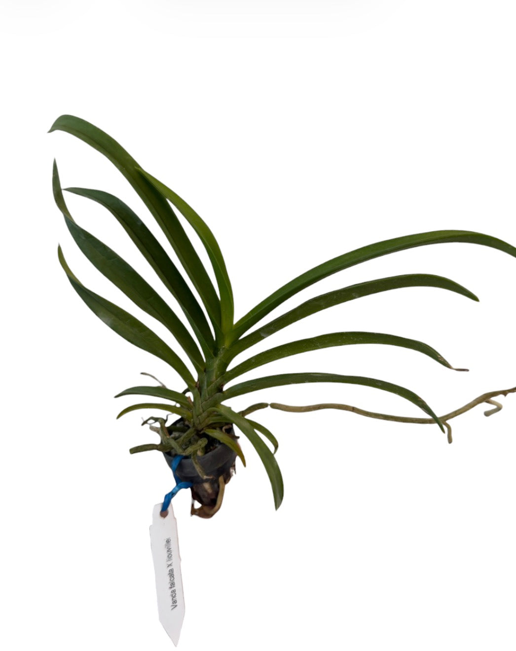 Orchid Vanda falcata X liouvillei orchid