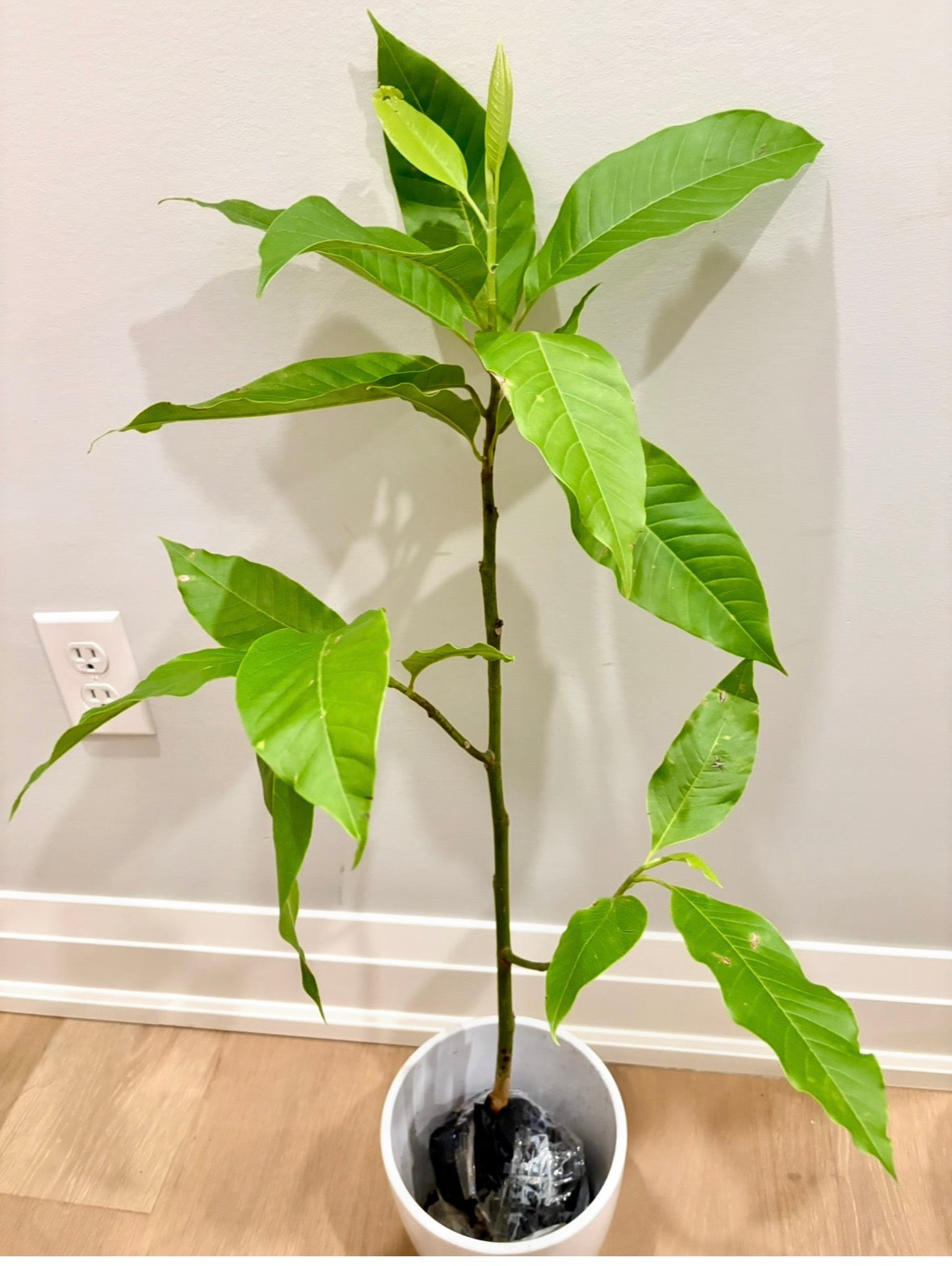 Magnolia x alba ( white champaca) Medium 40” tall