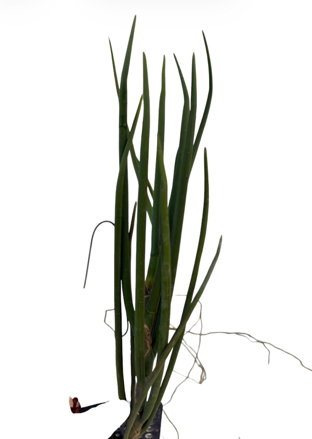 Orchid  Paraphalaenopsis laycockii
X Luisia Primulina