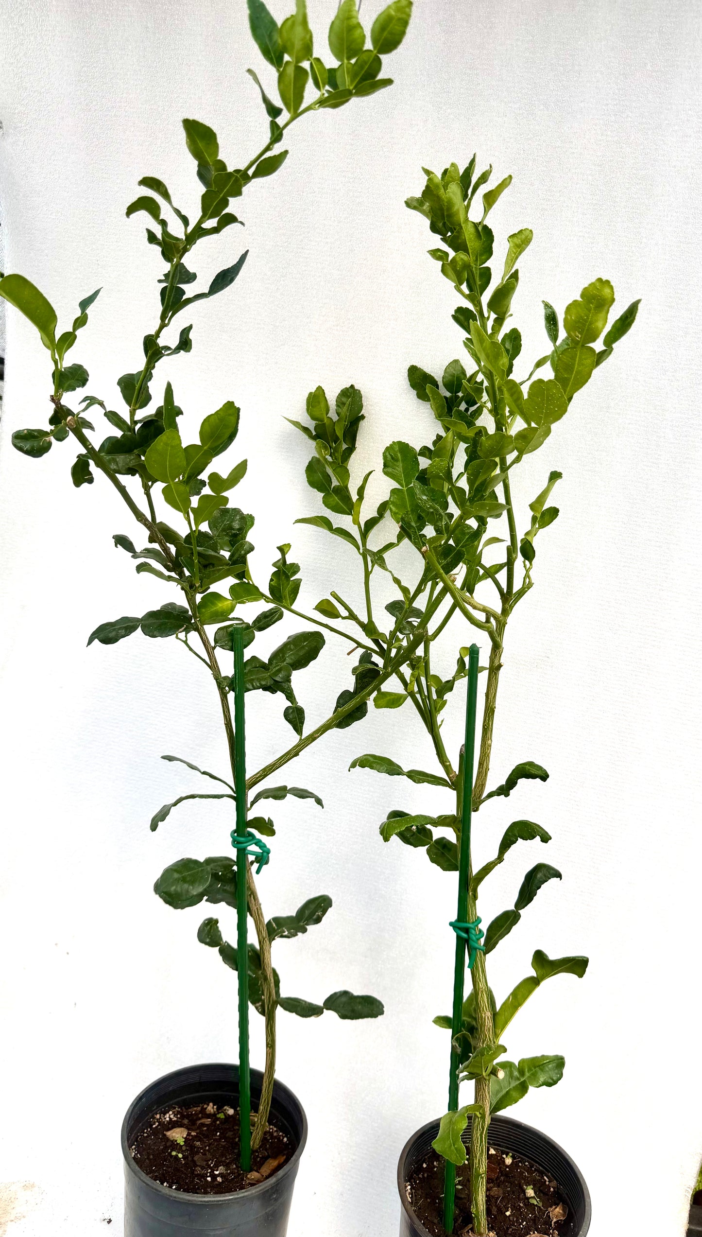 Kaffir Lime Tree (Makrut ) grafted