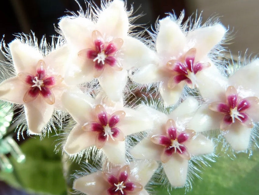 Hoya caudata 'Sumatra’