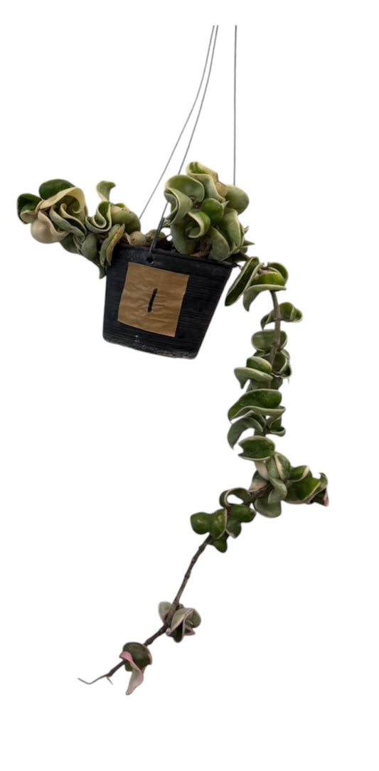 Hoya Compacta Hidu Rope variegated