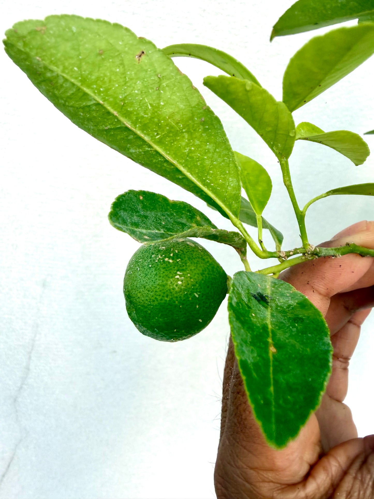 Pink Lemon Tree ( Rare )