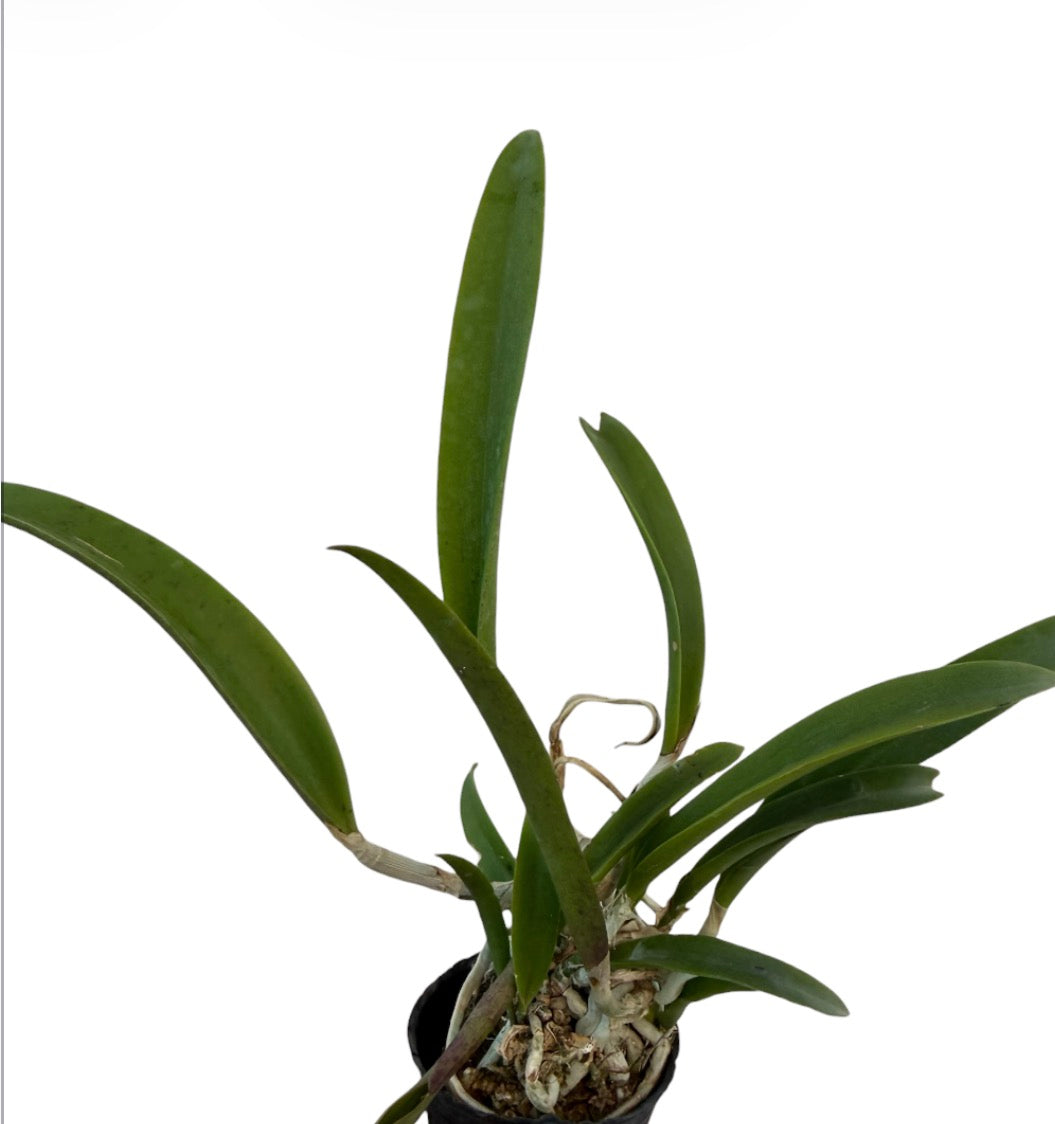 Orchid Brass Ottleya Hippodami