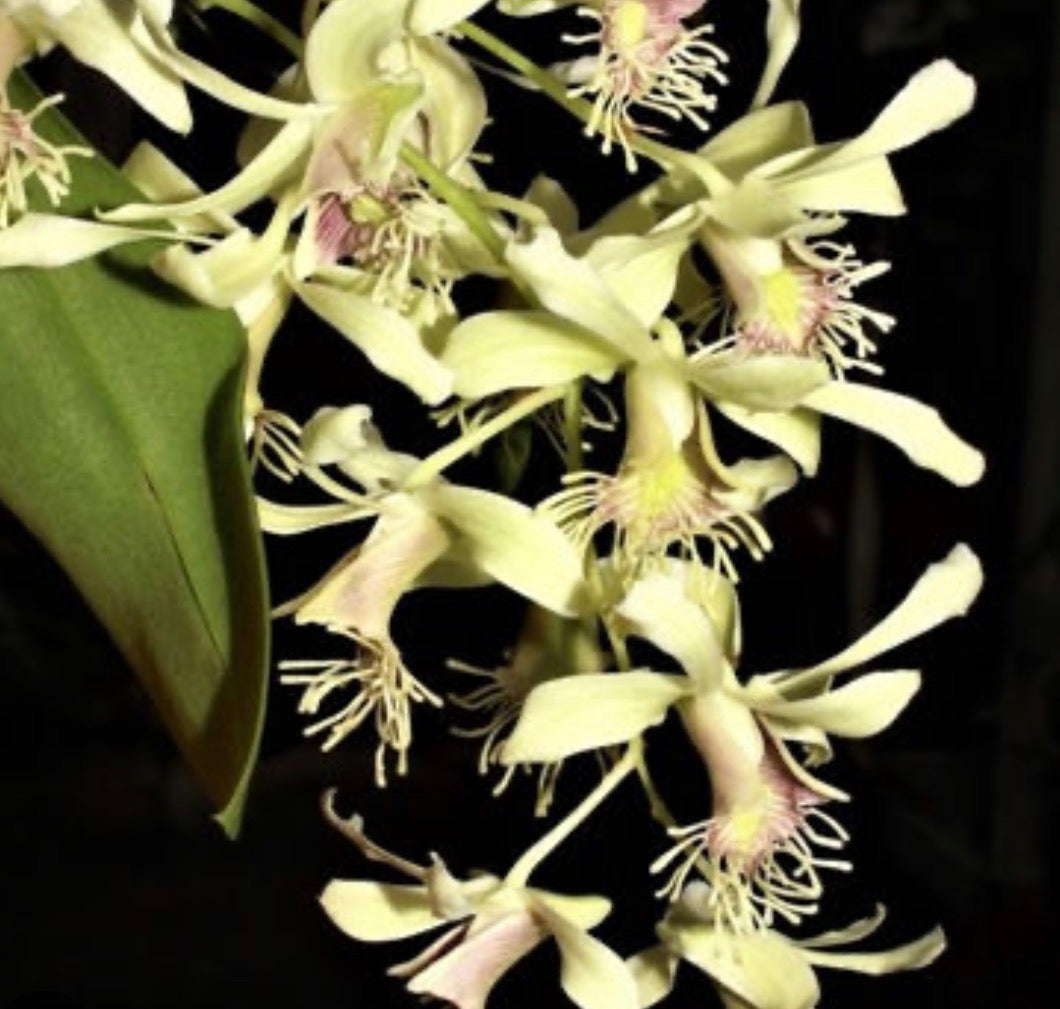 Orchid Dendrobium delacouri