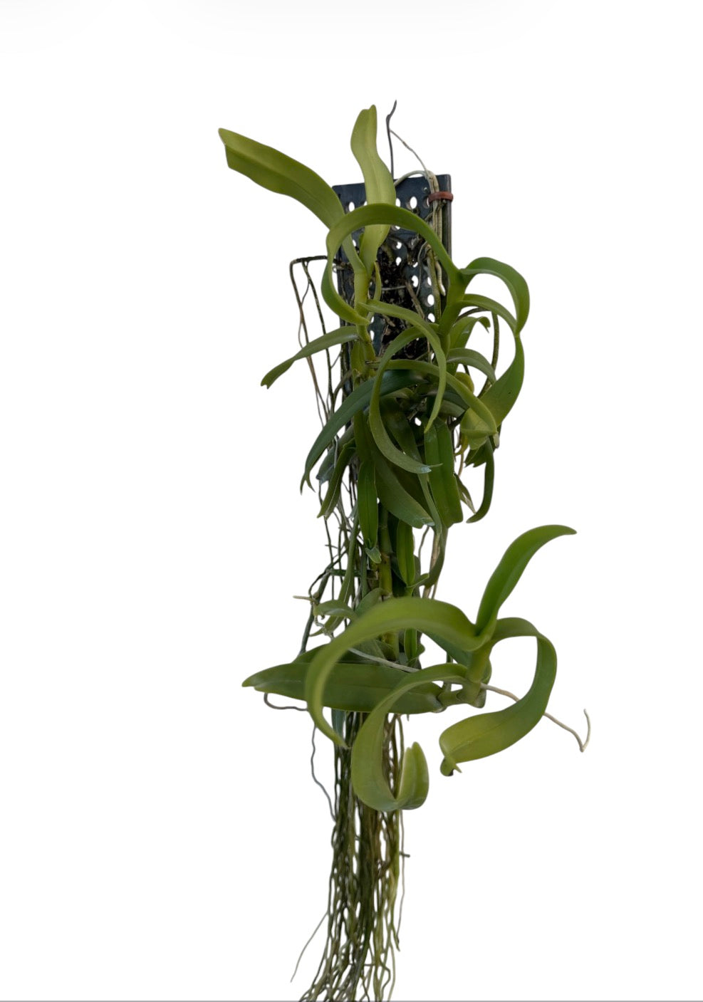 Orchid Smitinandia micrantha