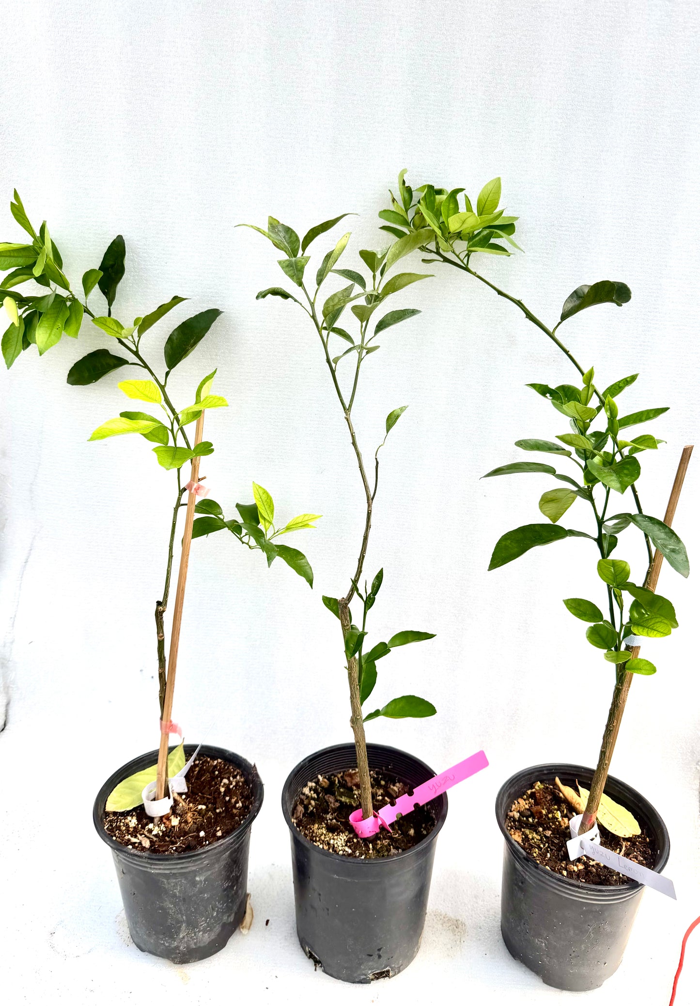 Japanese Or Italian Lemon Tree