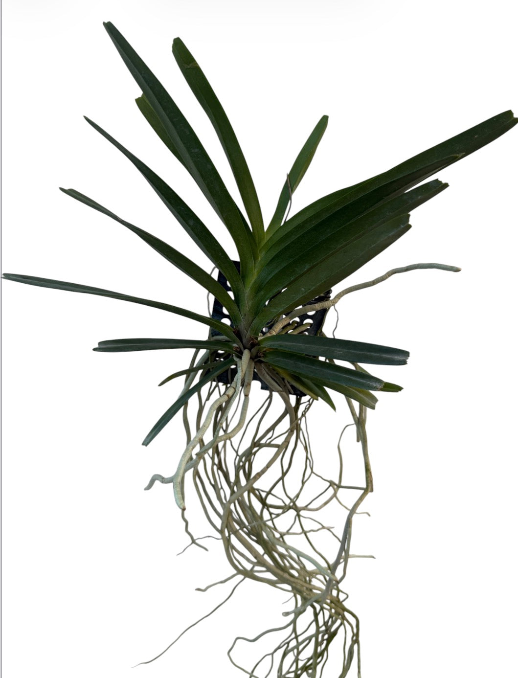 Orchid Asicocentrum ampullaceum pink
