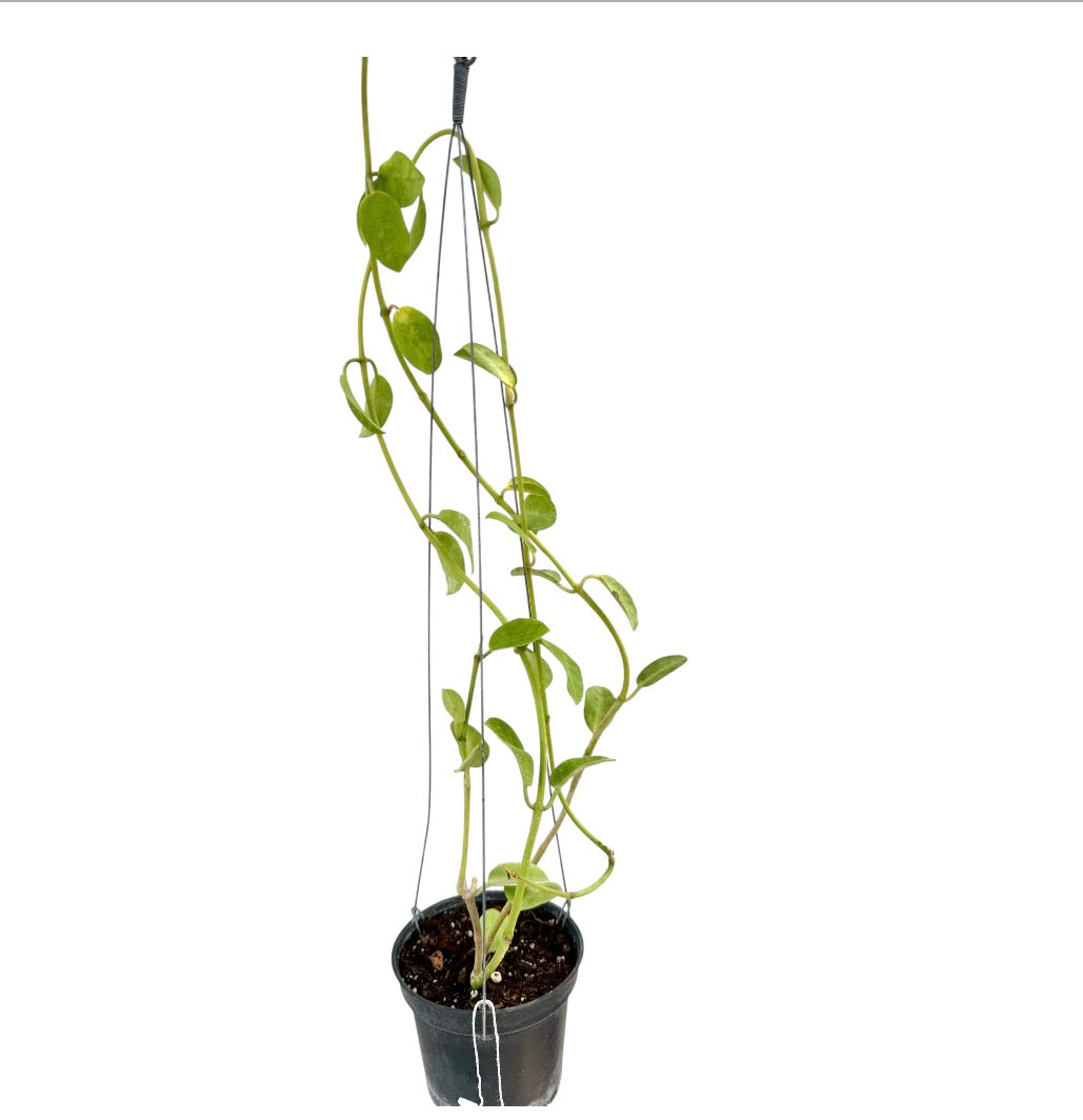 Hoya wightii vine