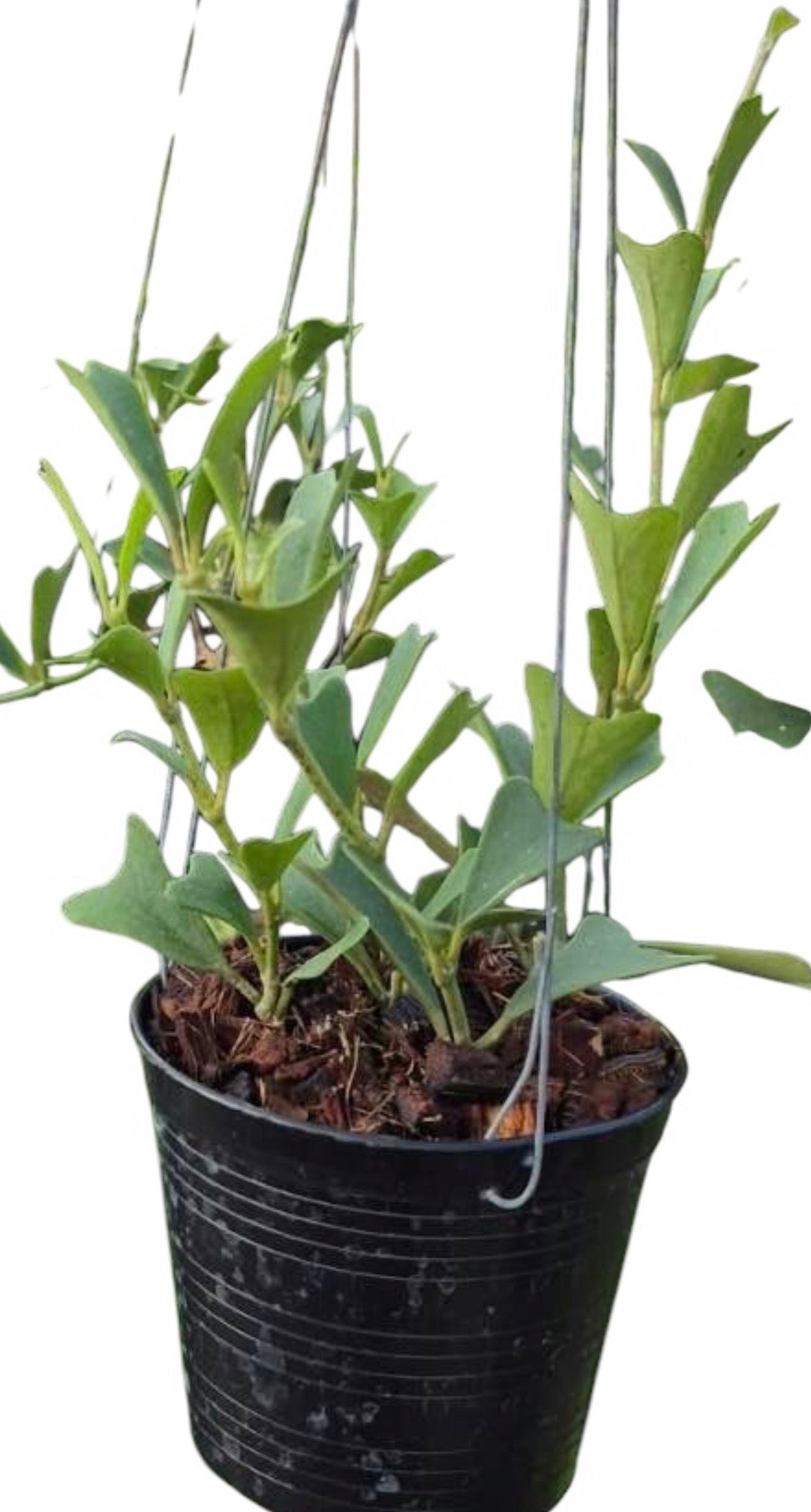 Hoya Manipurensis