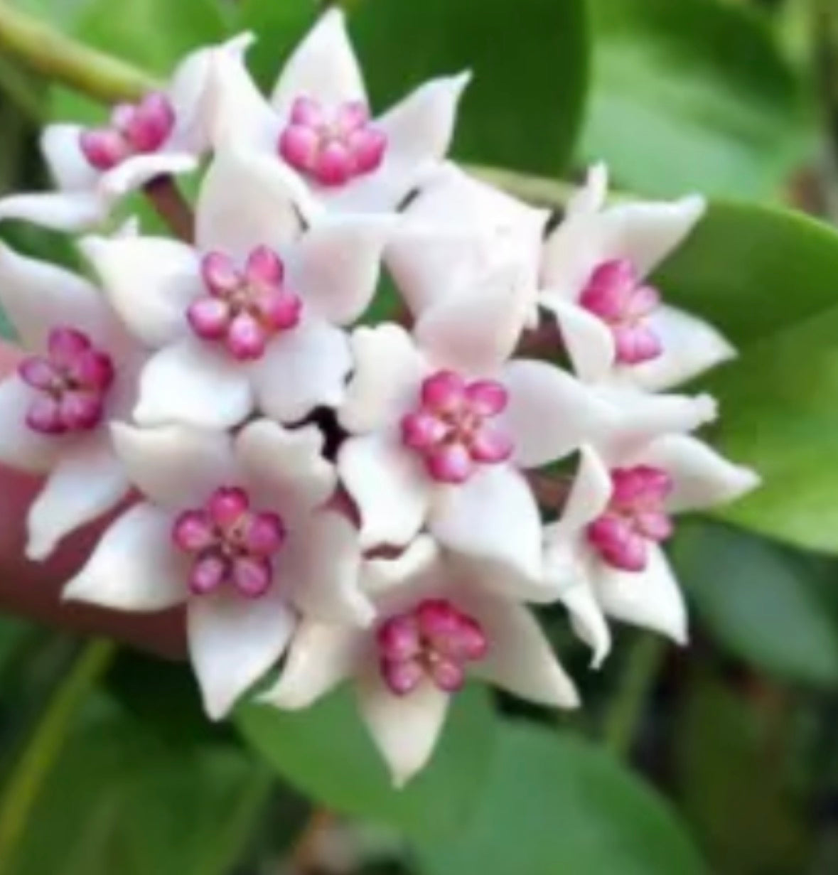 Hoya wightii vine