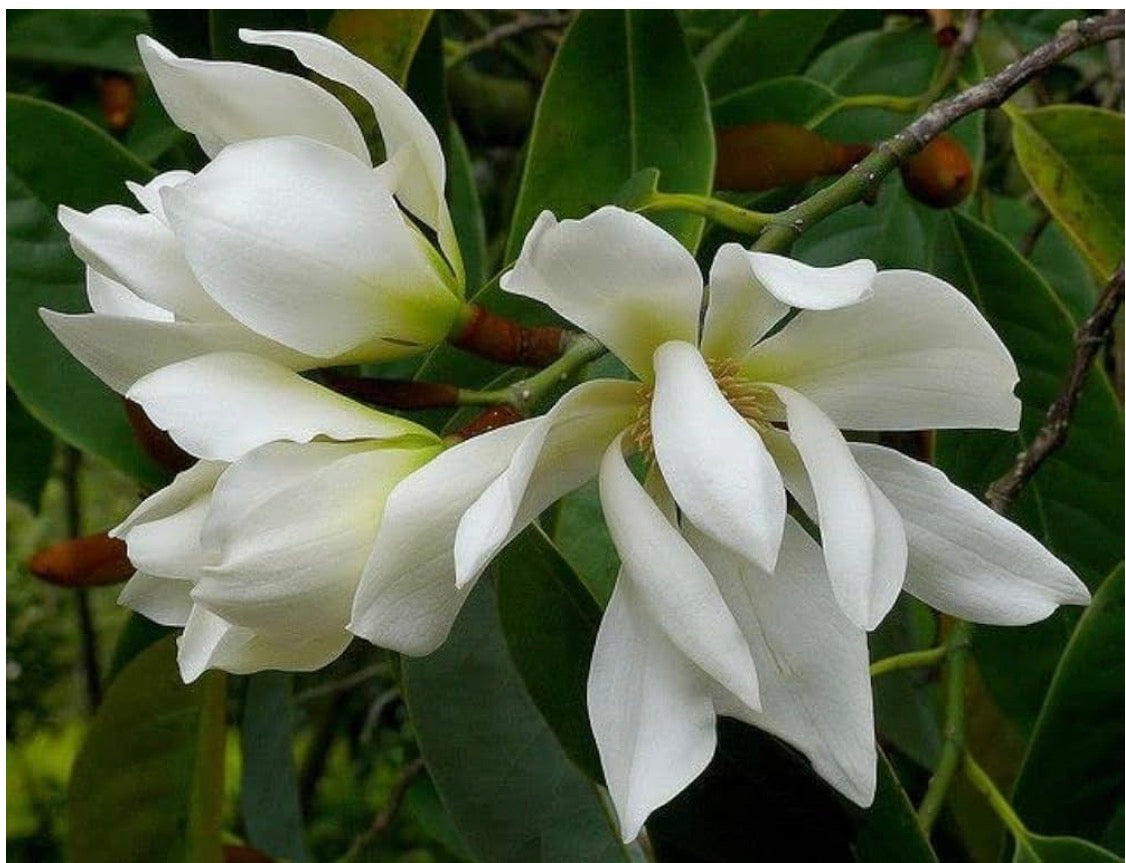 Magnolia x alba Micheal small