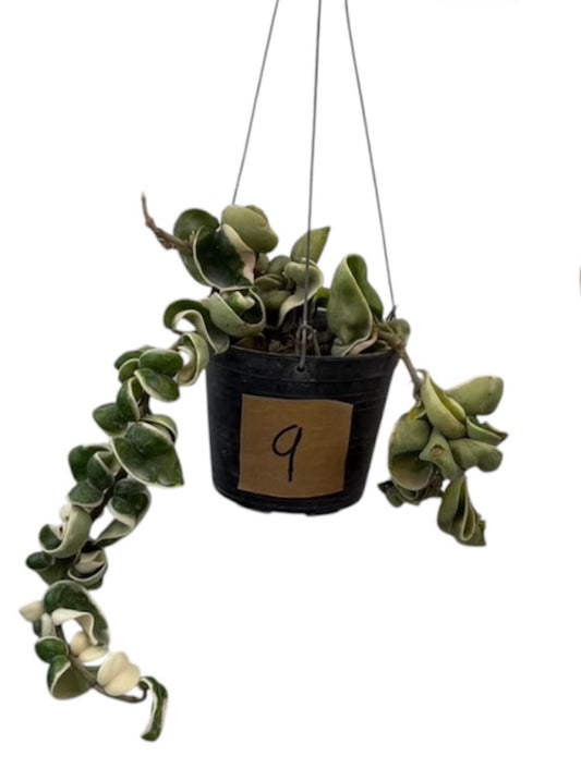 Hoya Compacta Hidu Rope variegated