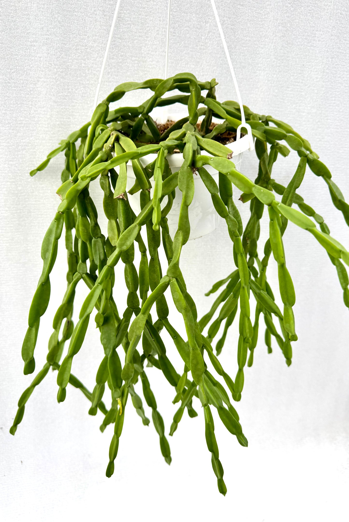 Rhipsalis Paradoxa Large