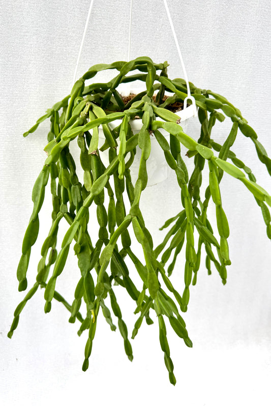 Rhipsalis Paradoxa Large