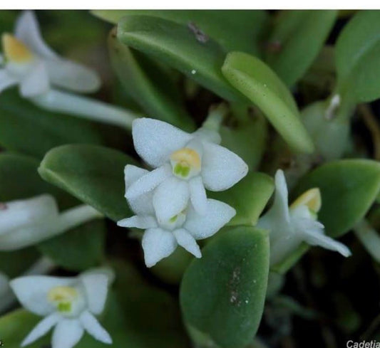 Orchid Cadetia Funifomis