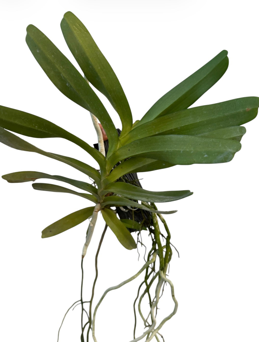 Orchid Aerides odorata