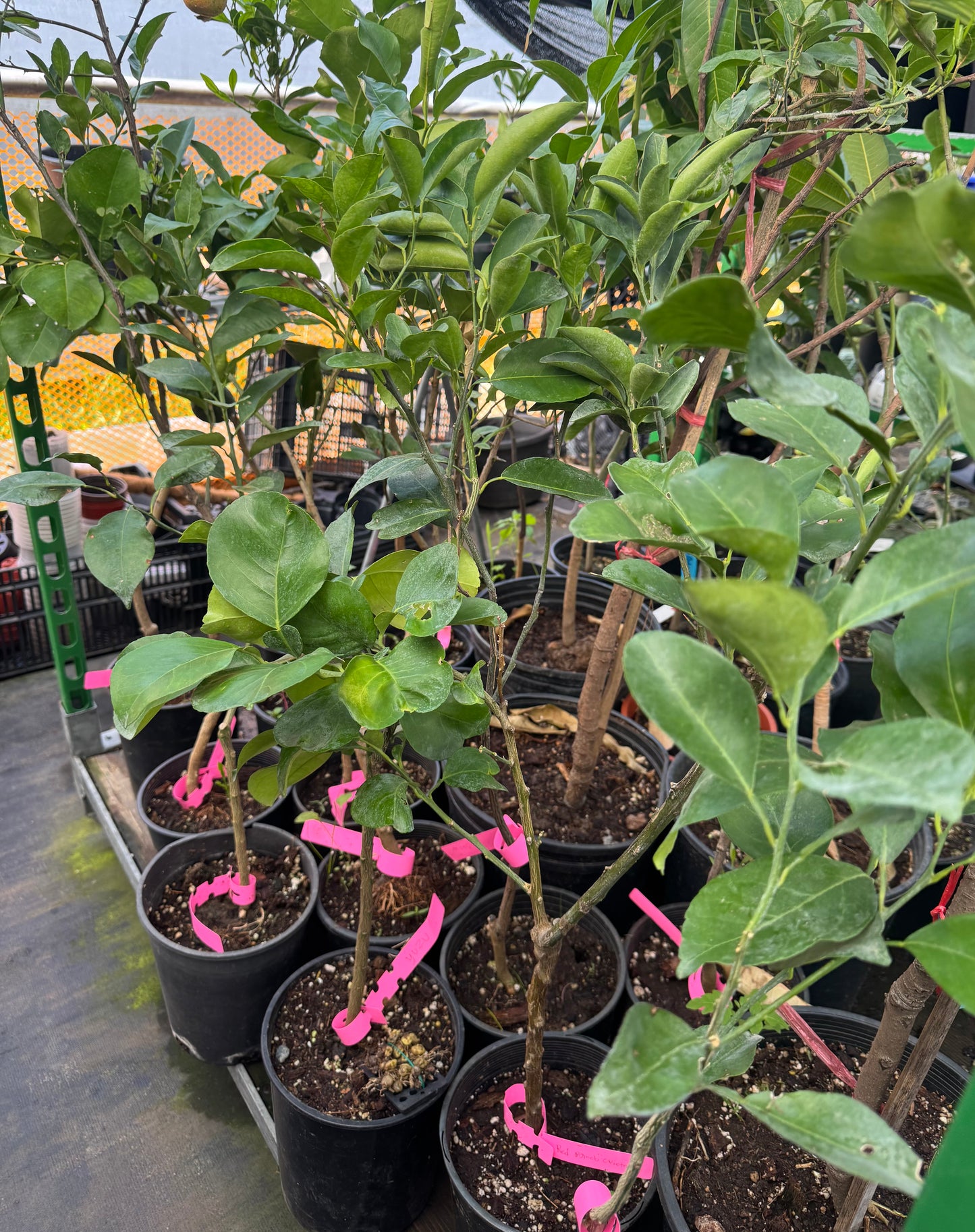 Japanese Lemon Yuzu tree