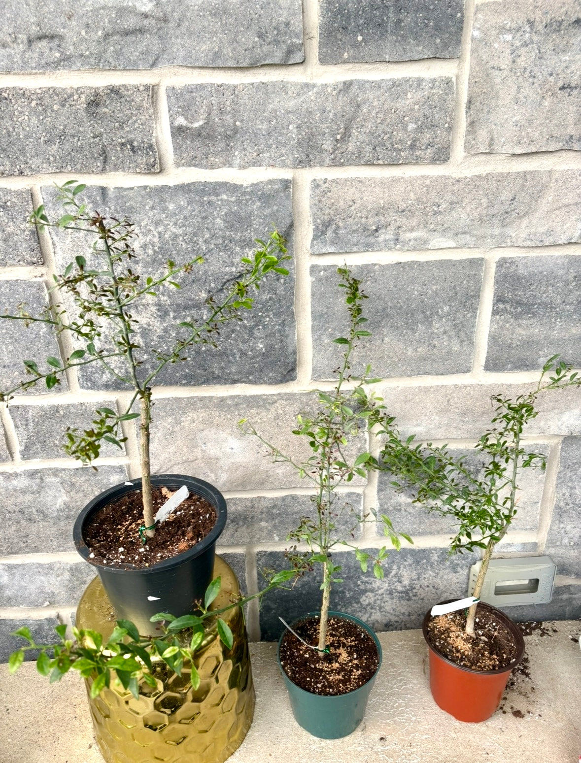 Finger Lime Tree small