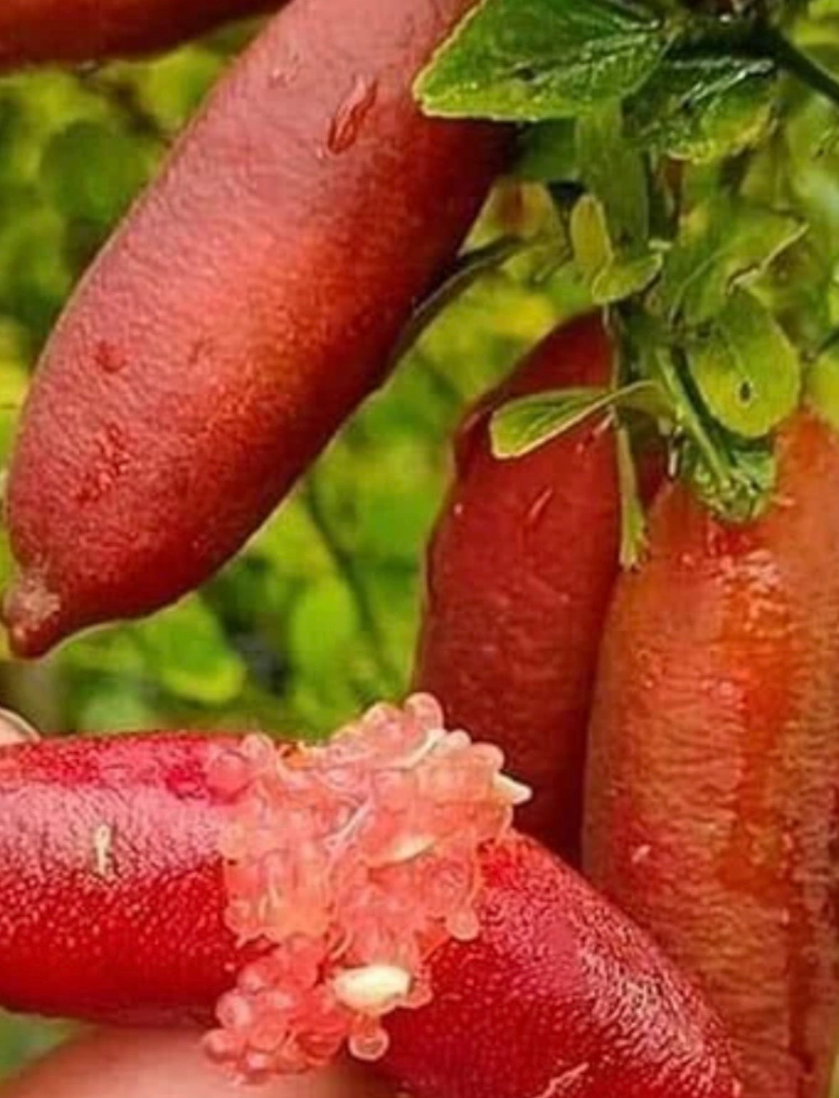 Finger Lime Tree small