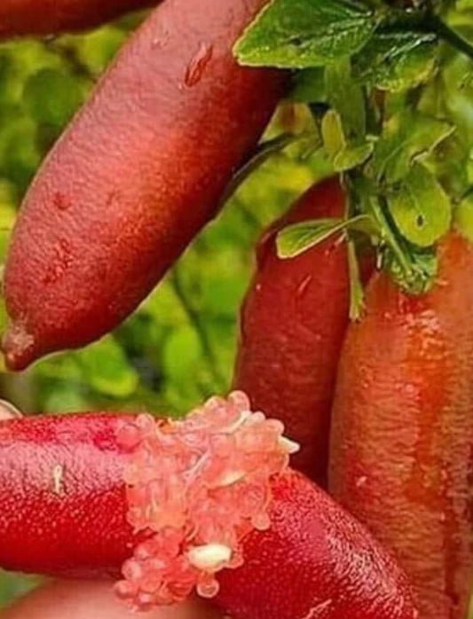 Finger Lime Tree small