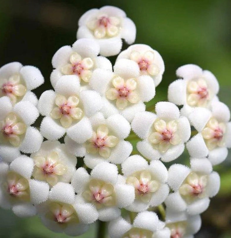 Hoya rotundiflora large