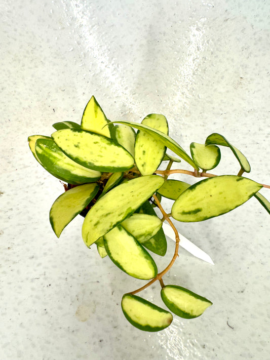 Hoya Acuta Variegated Inner white