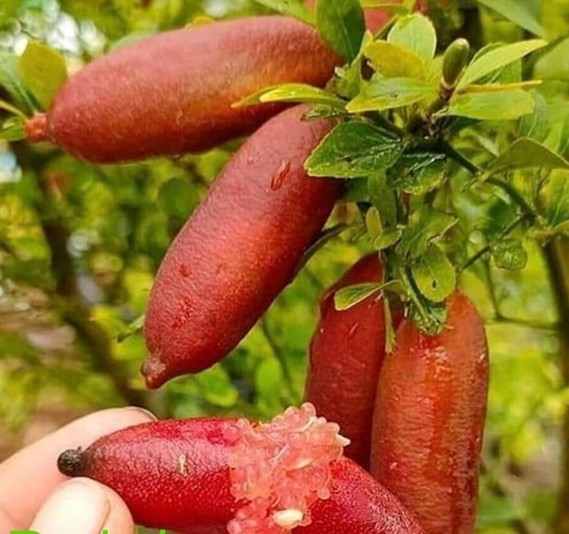 Finger lime Red Champagne