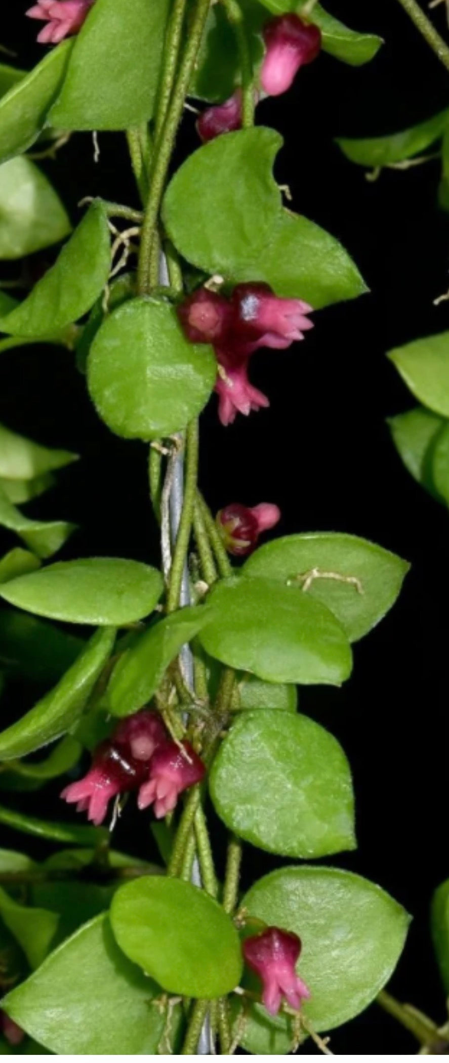 Dishcidea hirsuta