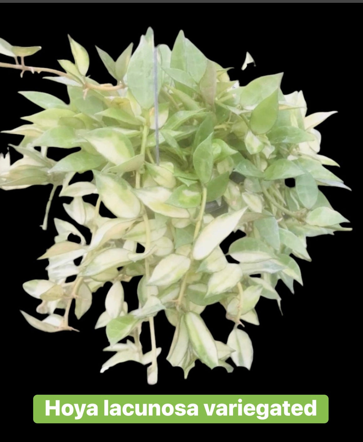 Hoya lacunosa variegated