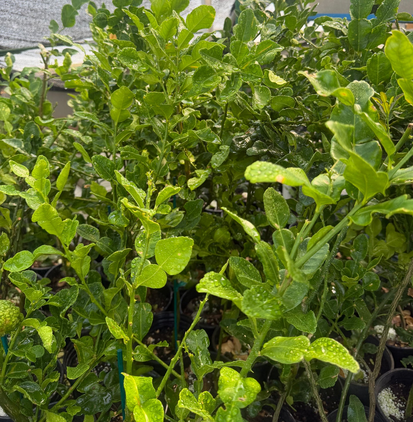 Kaffir Lime Tree (Makrut ) grafted