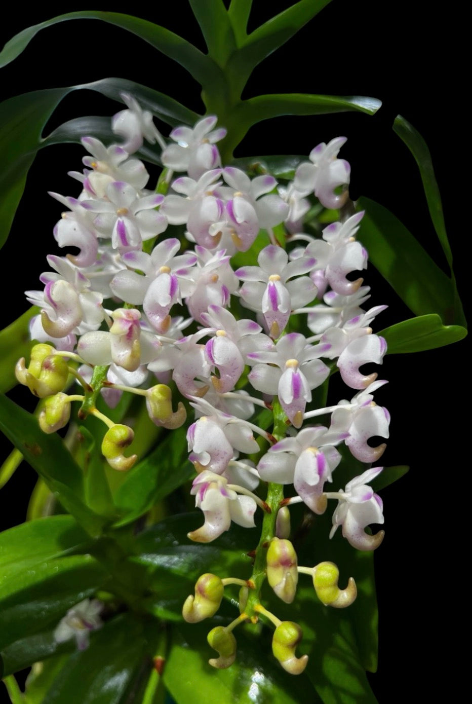 Orchid Aerides odorata