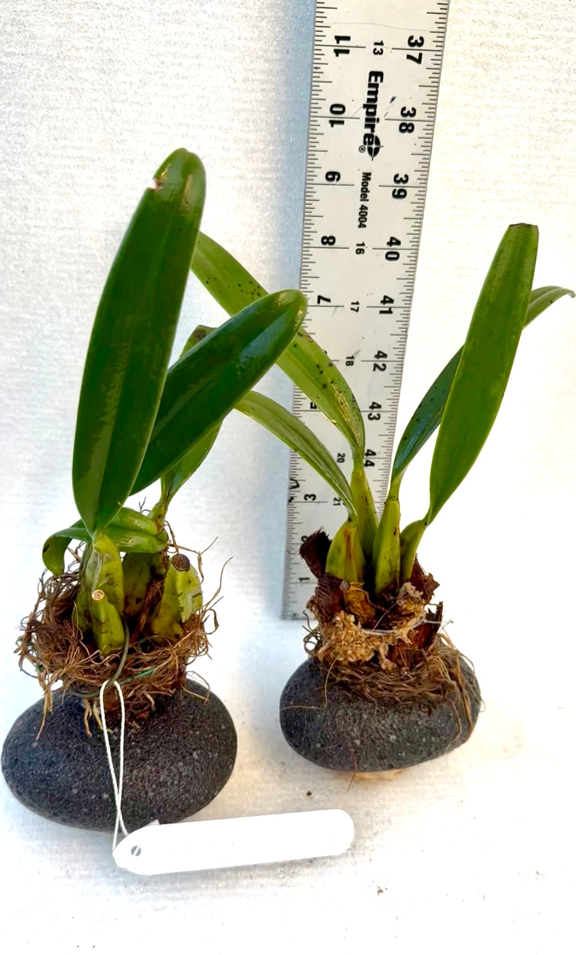 Orchid Cadetia Funifomis