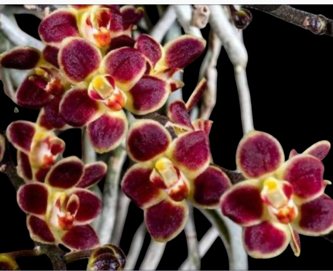 Orchid Chiloschista lunifera