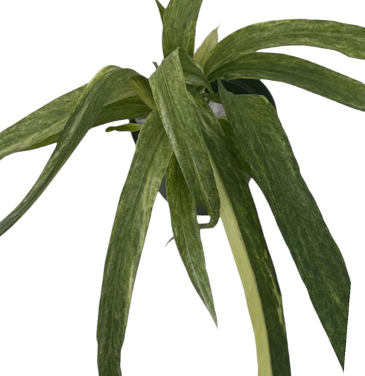 Anthurium vittariifolium Necktie Variegated